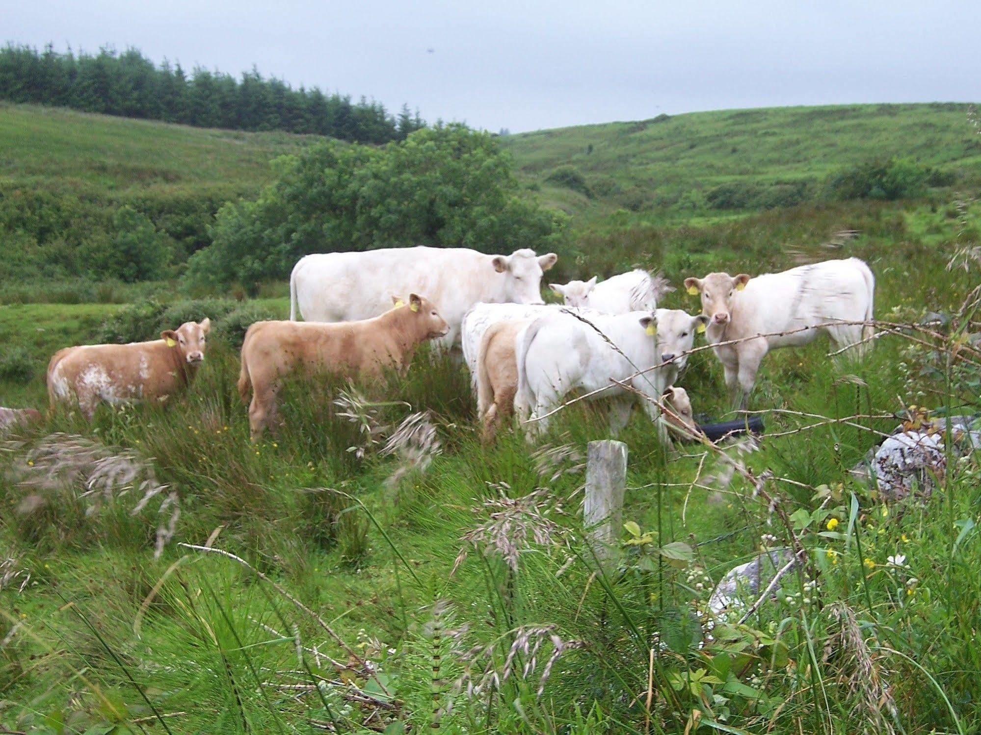 Rathbaun Lisdoonvarna